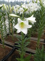 [1718 WhiteHeaven No02.JPG]